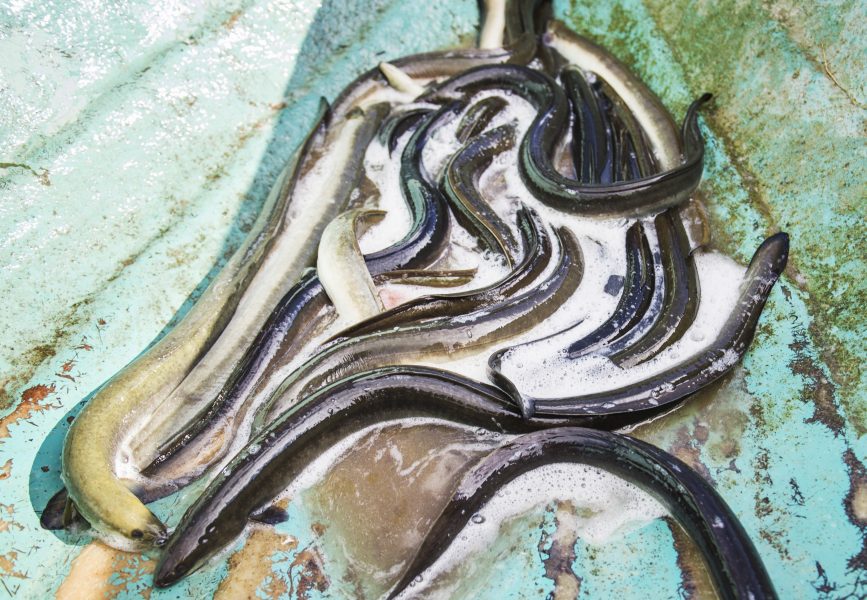 Mängder av döda ålar har hittats i en bassäng på Ringhals kärnkraftverk.