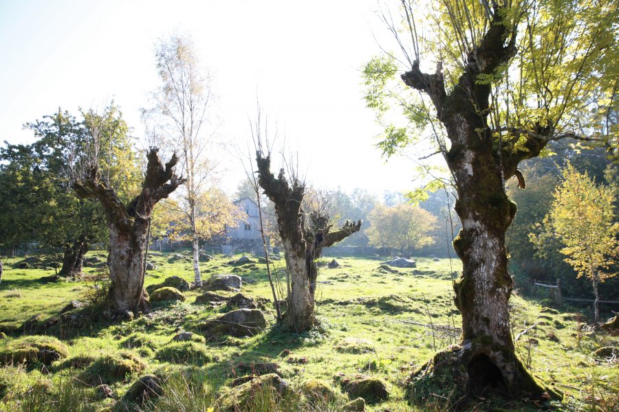 Döende askträd vid Sporrekulla gård i Skåne, träden är hamlade.