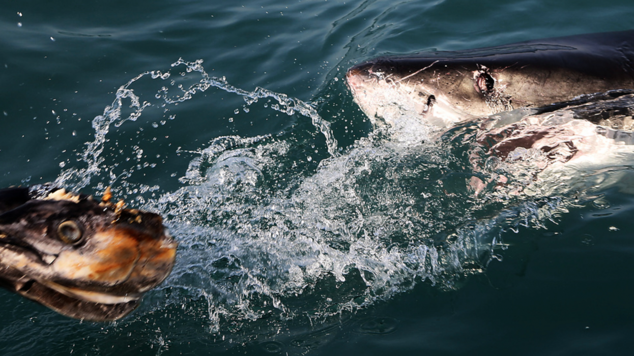 En vithaj vid Sydafrikas kust.