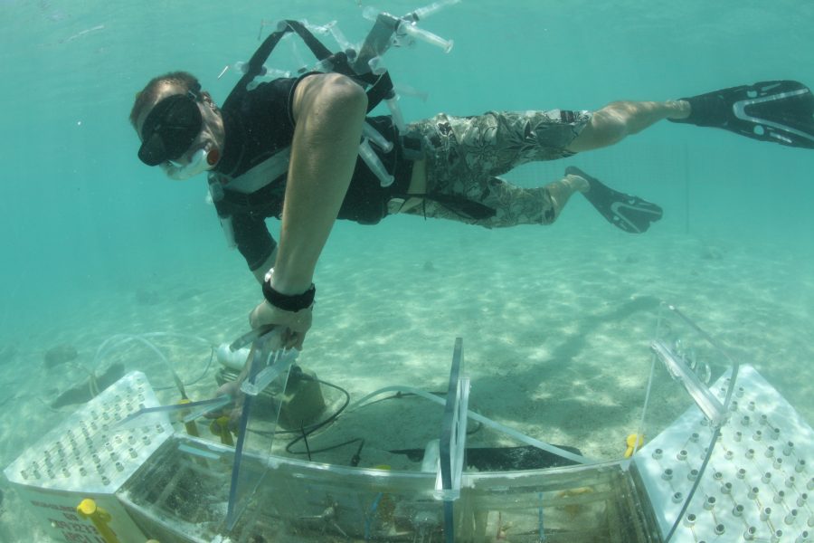 En dykare tar prover från koraller som odlas i högre koldioxidhalt vid Stora barriärrevet.