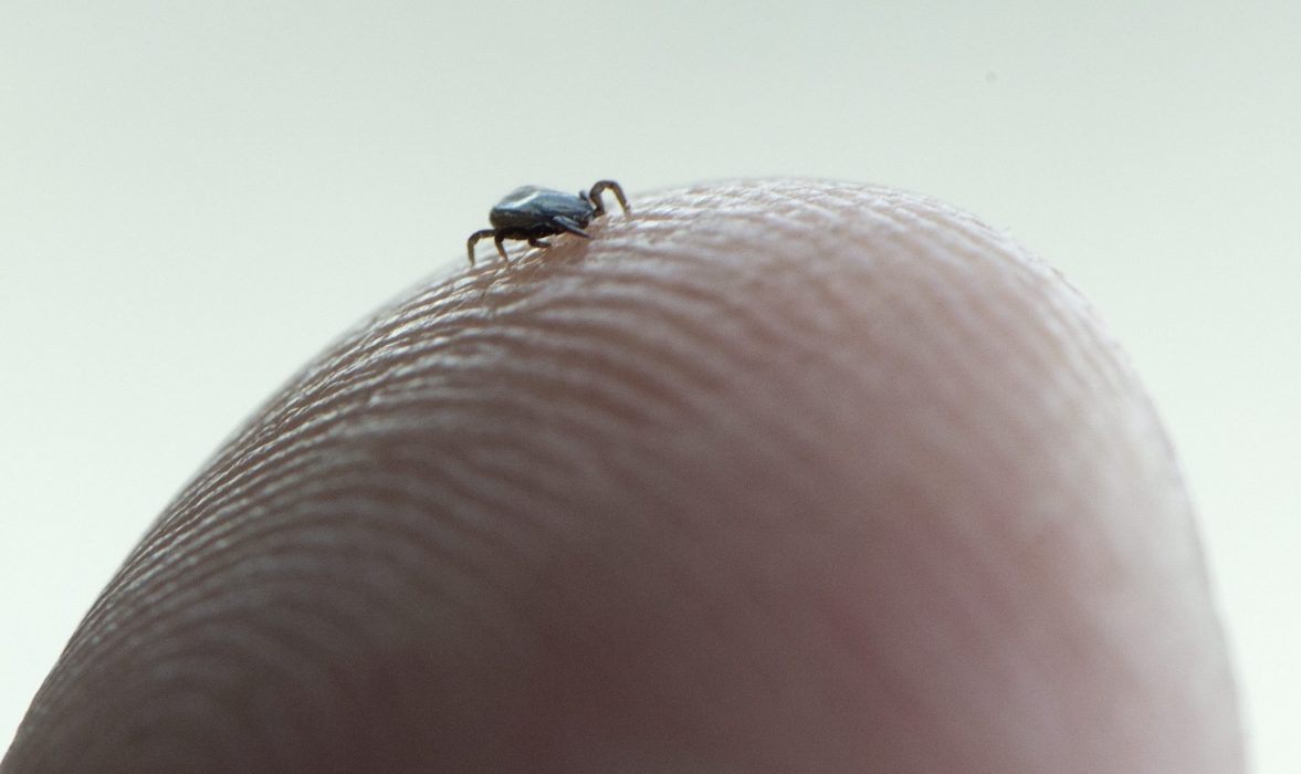 Harpest kan spridas genom insektsbett som fästingsbett eller myggbett.
