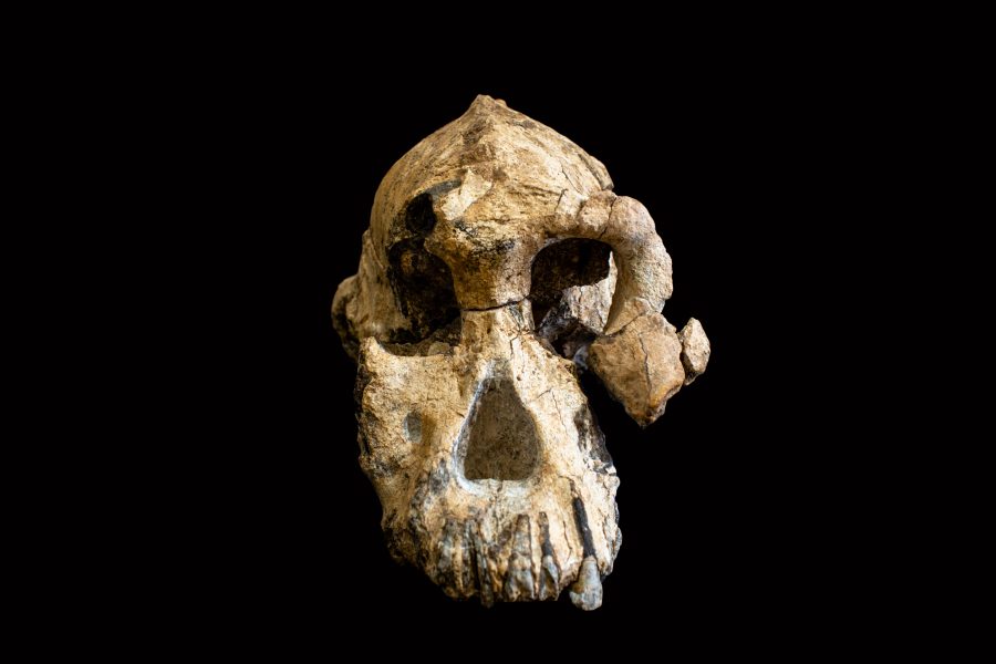 Ett fossil av en mycket välbevarad skalle från arten Australopithecus anamensis som levde för 3,8 miljoner år sedan har hittats i Etiopien.
