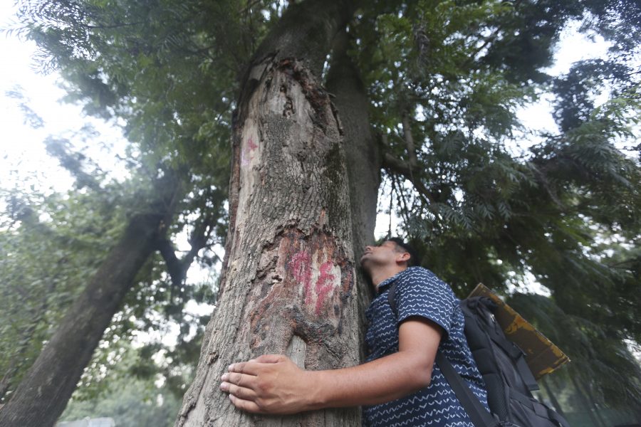 En aktivist skyddar ett träd som planeras huggas ner för en ny väg.