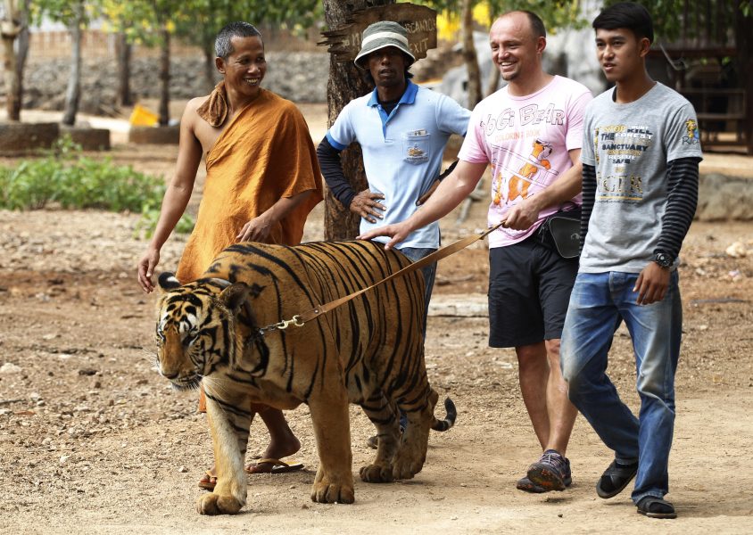 Turister tilläts promenera en tiger i koppel på buddhisttemplet, som marknadsförde sin verksamhet som en "fristad" för tigrar.