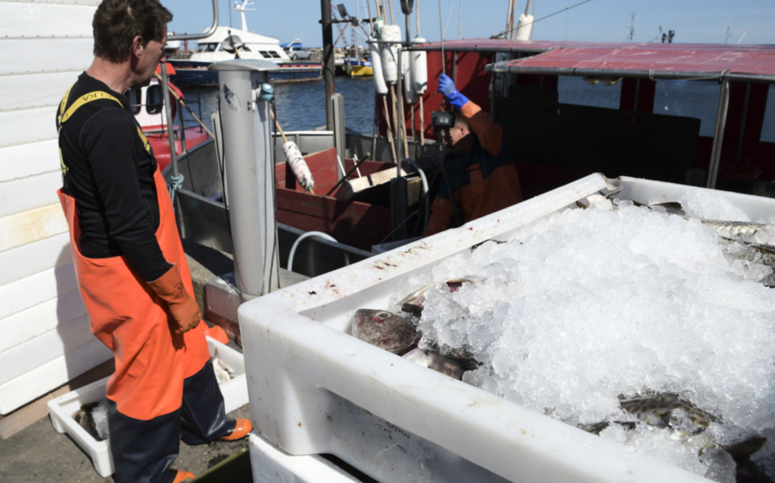 Torsk lossas från en fiskebåt i hamnen i Skillinge.