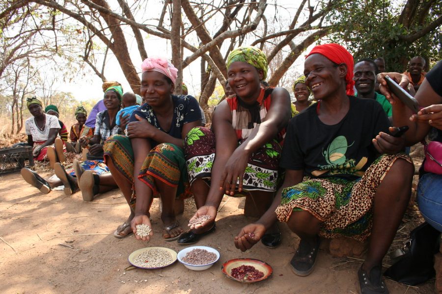 Näringsrika baljväxter visas upp av kvinnor i en by utanför Zambias huvudstad Lusaka.