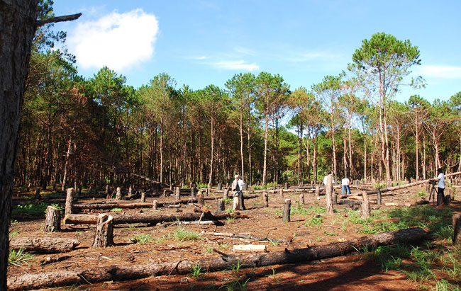 Illegal skogsavverkning i Gia Lai, Vietnam.