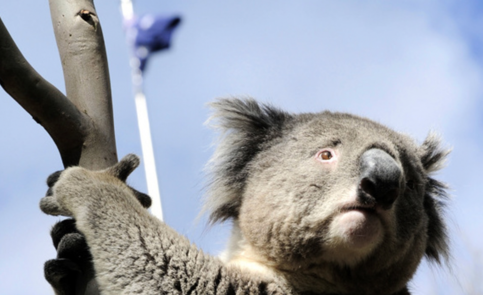 Koalor håller sig gärna i trädtopparna – en riskabel strategi vid skogsbränder.