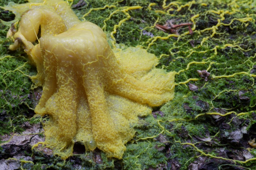 "Le Blob", med det latinska namnet Physarum polycephalum, visas på Parc Zoologique i Paris.