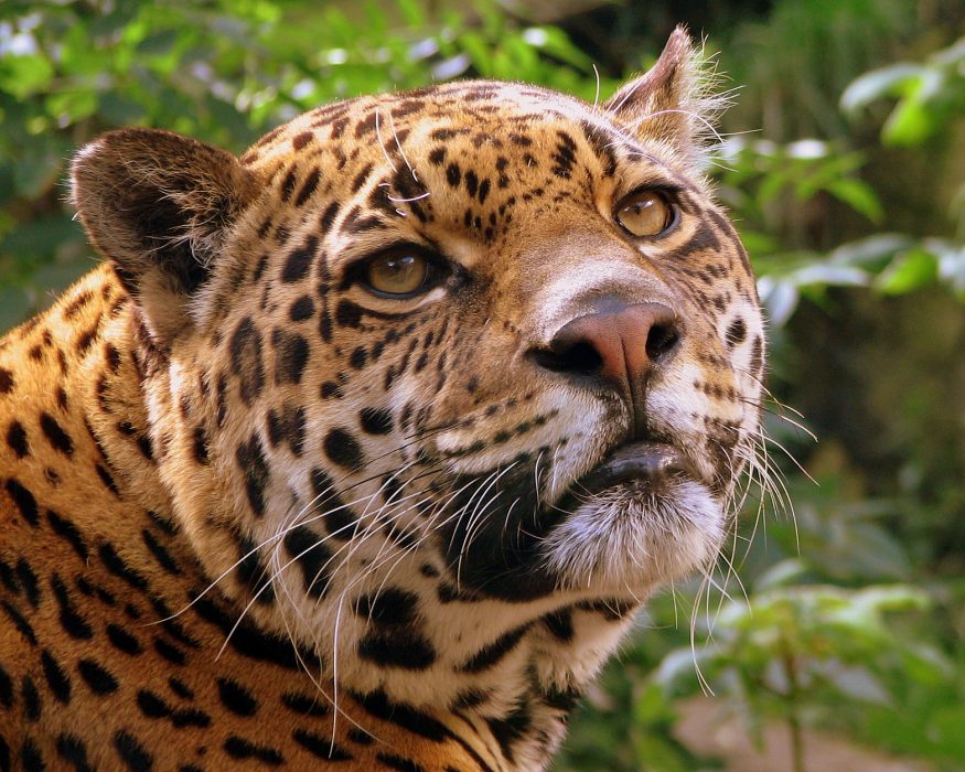 Jaguar jagas för att säljas till ayahuasca-turister i Sydamerika.