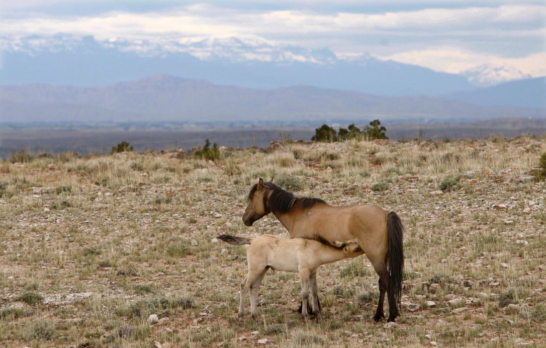 Antalet vildhästar ska kraftigt begränsas, enligt ett nytt förslag som arbetats fram av USA:s största djurrättsorganisation och flera ranch- och jägarorganisationer.