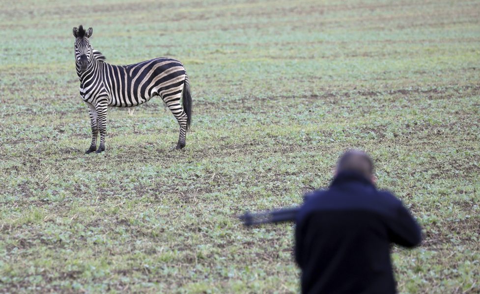 En zebra, som smet från en cirkus i nordöstra Tyskland, sköts ihjäl av tysk polis.
