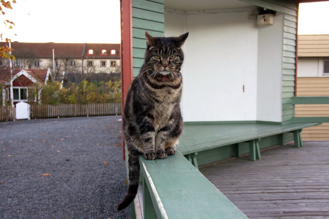 Trots åtgärder som Lex Maja verkar antalet hemlösa katter inte sjunka.
