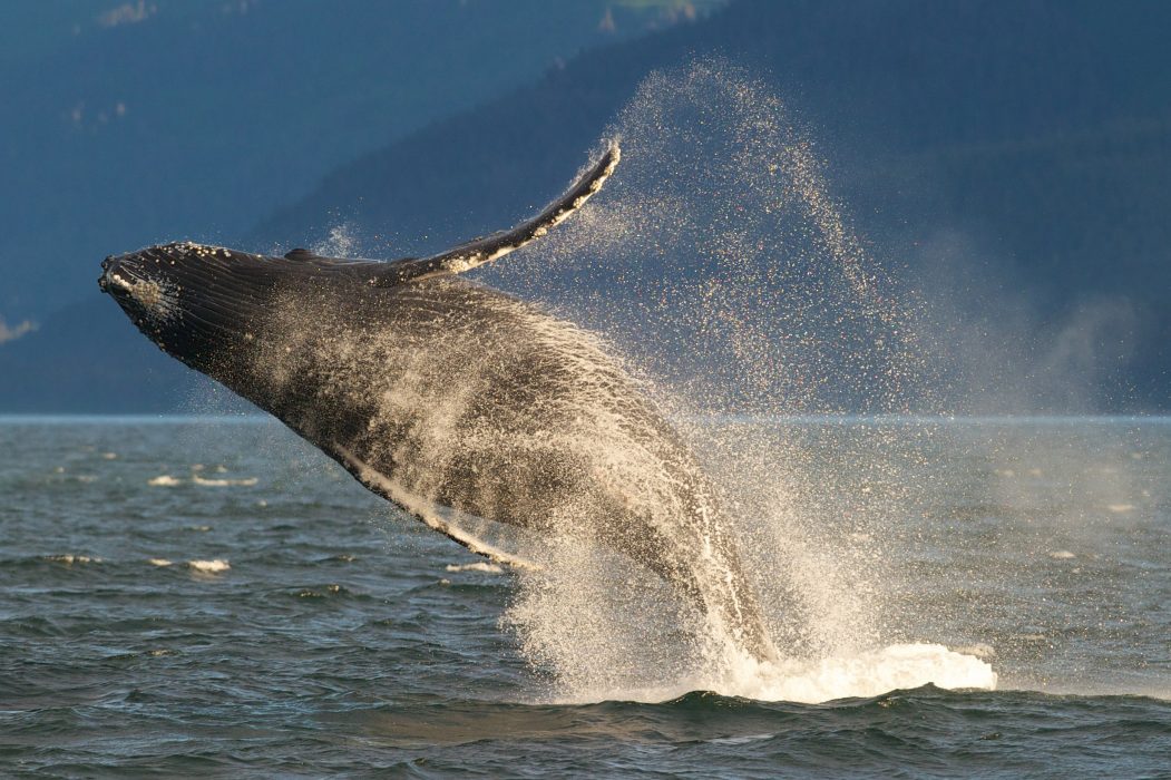 Knölval i havet utanför södra Alaska.