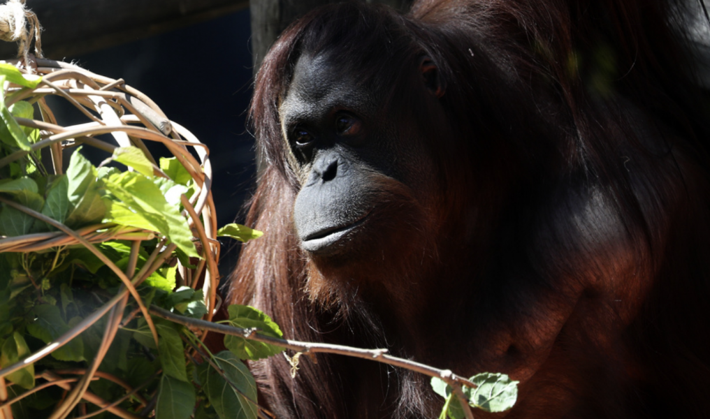 Sandra är på väg till fristaden Center for great apes, efter att ha varit instängd på ett zoo i Buenos Aires under många år.