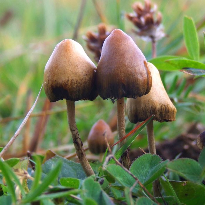 Toppslätskivling, psilocybe semilanceata, växer i en svensk hage.