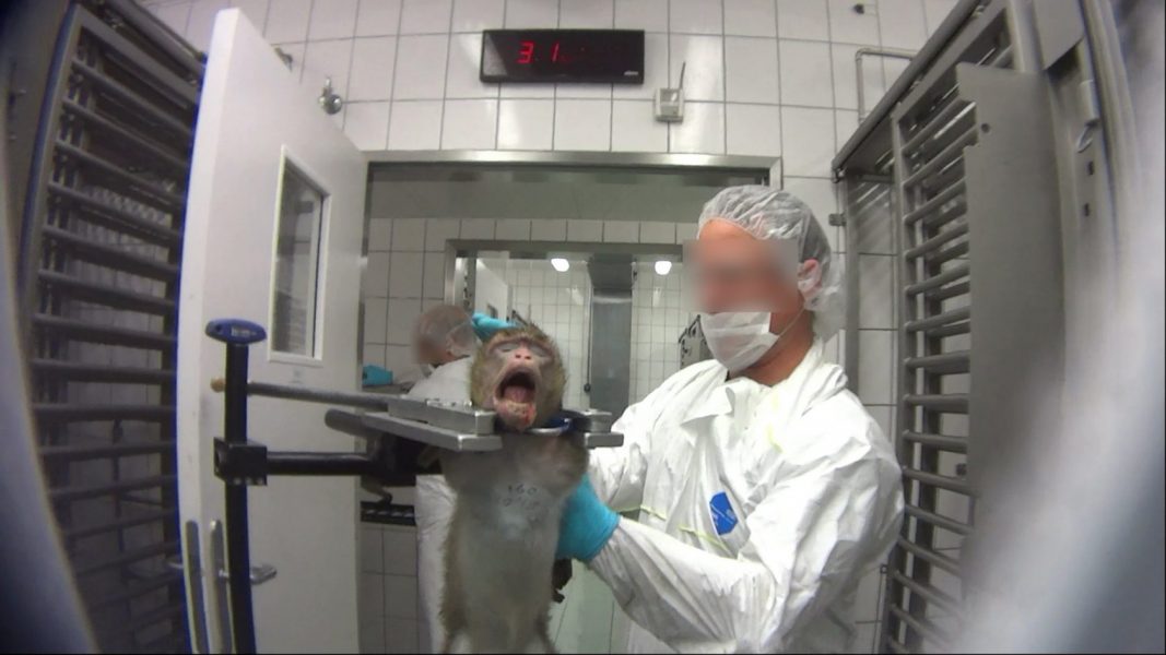 Plågsamma djurförsök, utan bedövning eller smärtstillande, utförs på en apa vid forskningsanstalten LPT, Laboratory of Pharmacology and Toxicology, i Mienenbuttel utanför Hamburg i Tyskland.