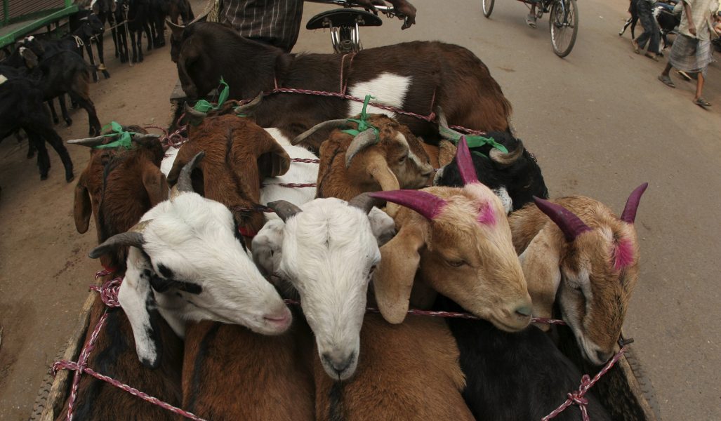 En indisk domstol har närmat sig ståndpunkten att djur ska behandlas som juridiska personer.