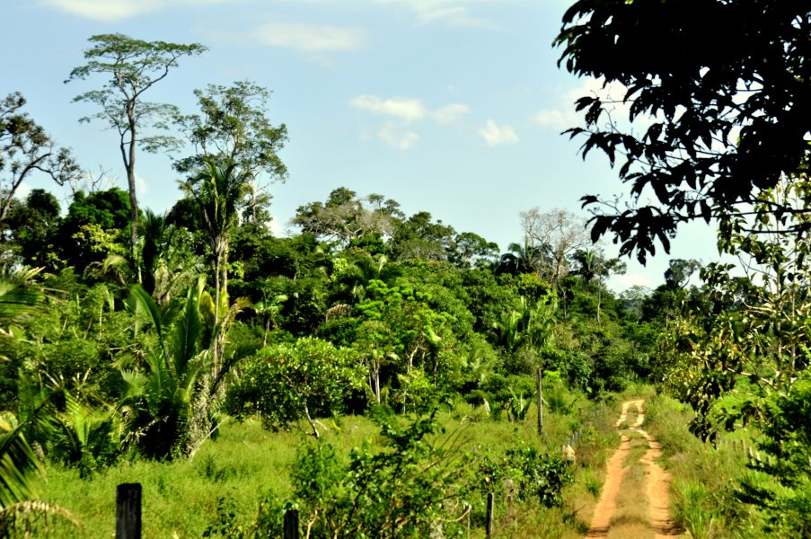 Landområde i delstaten Mato Grosso som brukas som skogsjordbruk.