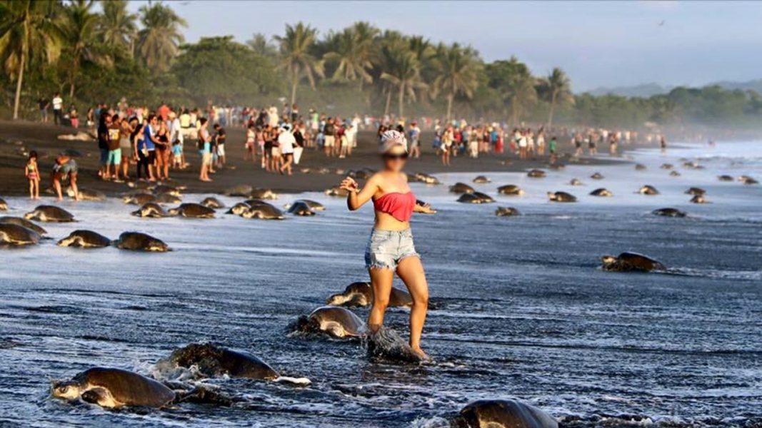 En mobb av turister uppenbarade sig på en strand i naturreservaten Ostensial i Costa Rica 2015 för att beskåda fenomenet Arribada, när sköldpaddor återvänder till platsen de föddes på för att lägga ägg.