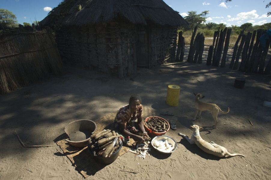 Namala Simonda, 43, rensar Cassava root vid sitt hus i  Natonga Village, Zambia.