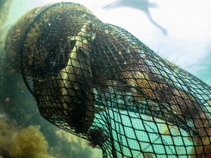 Ryssja på västkusten som sedan 2012 genom dispens från Havs- och vattenmyndigheten får användas för att fiska tre arter av läppfisk.