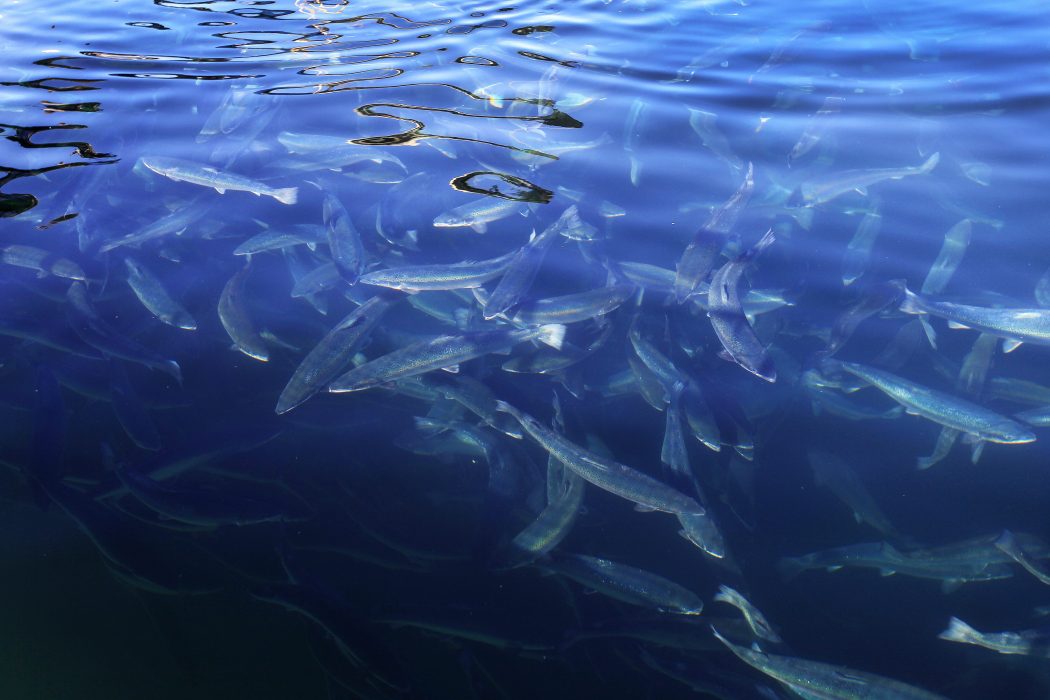 Hundratusentals svenska läppfiskar körs levande till norska laxkassar