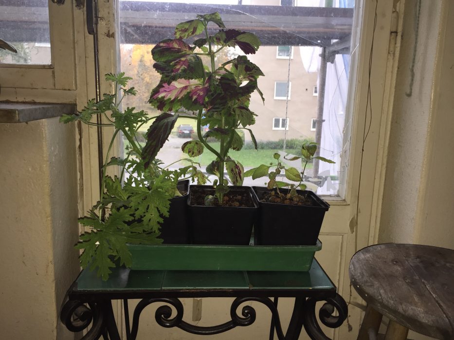 En rosengeranium, ett palettblad och en sötverbena står och växer till sig i ett fönster.
