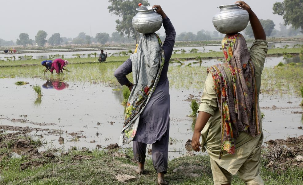 Plantering av ris i Lahore, Pakistan.