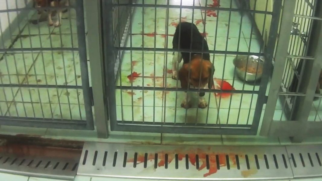 Hundar som har utsatts för djurförsök lämnas blödande i sina burar på den kraftigt kritiserade tyska forskningsanstalten.
