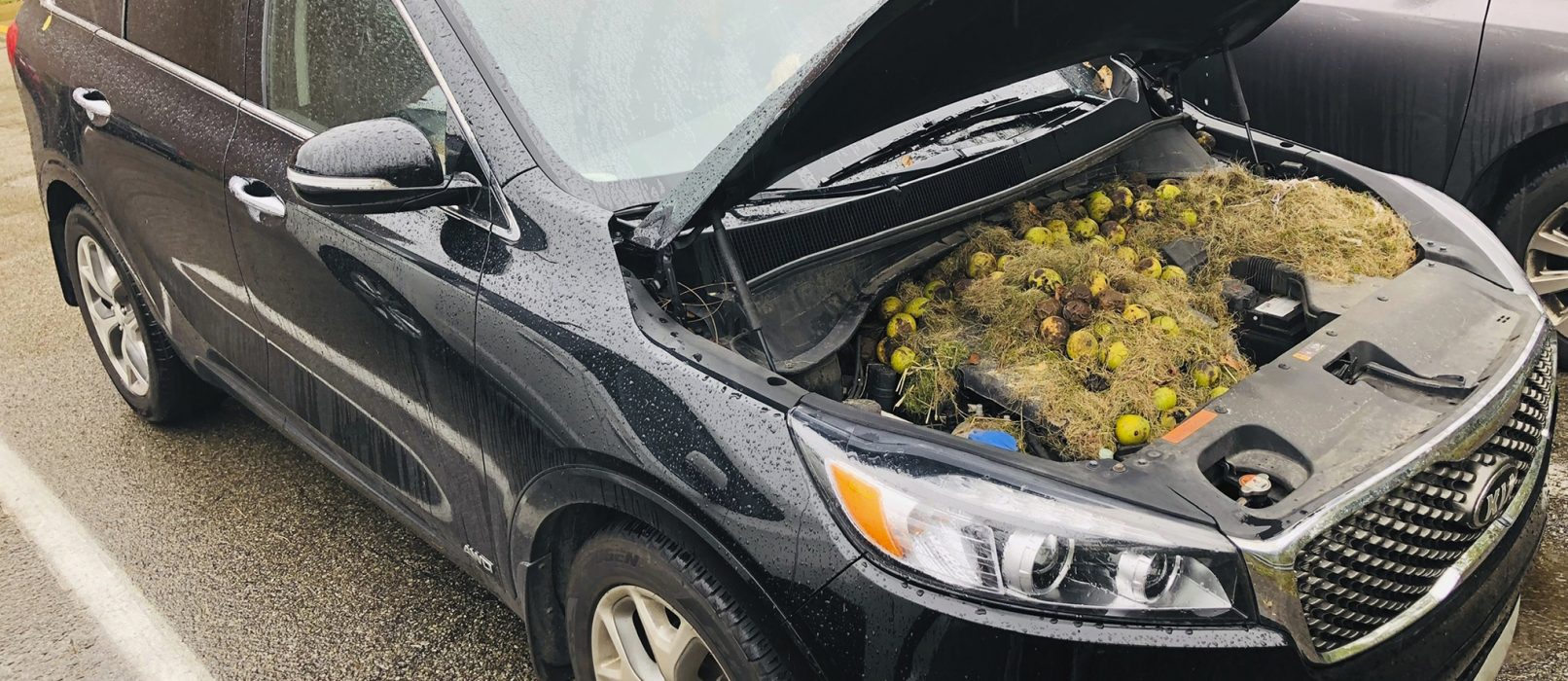 När Holly Persic i Pittsburgh skulle starta bilen började det lukta bränt.