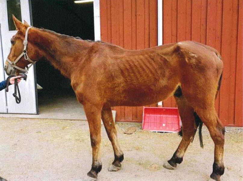 Hästen såg ut som "ett vandrande skelett", enligt ett vittne.