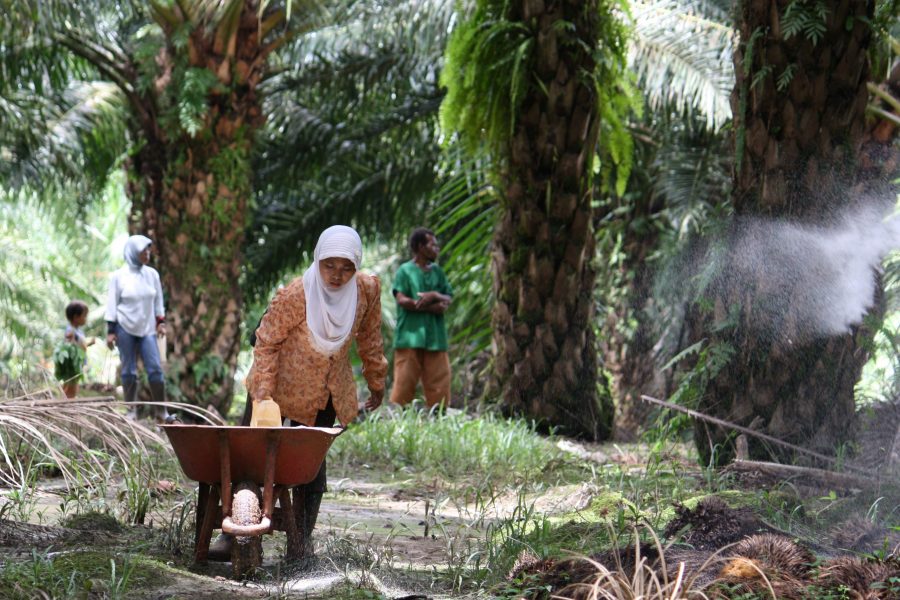 Arbetare sprider gödsel på ett oljeplantage i Papua, Indonesien.