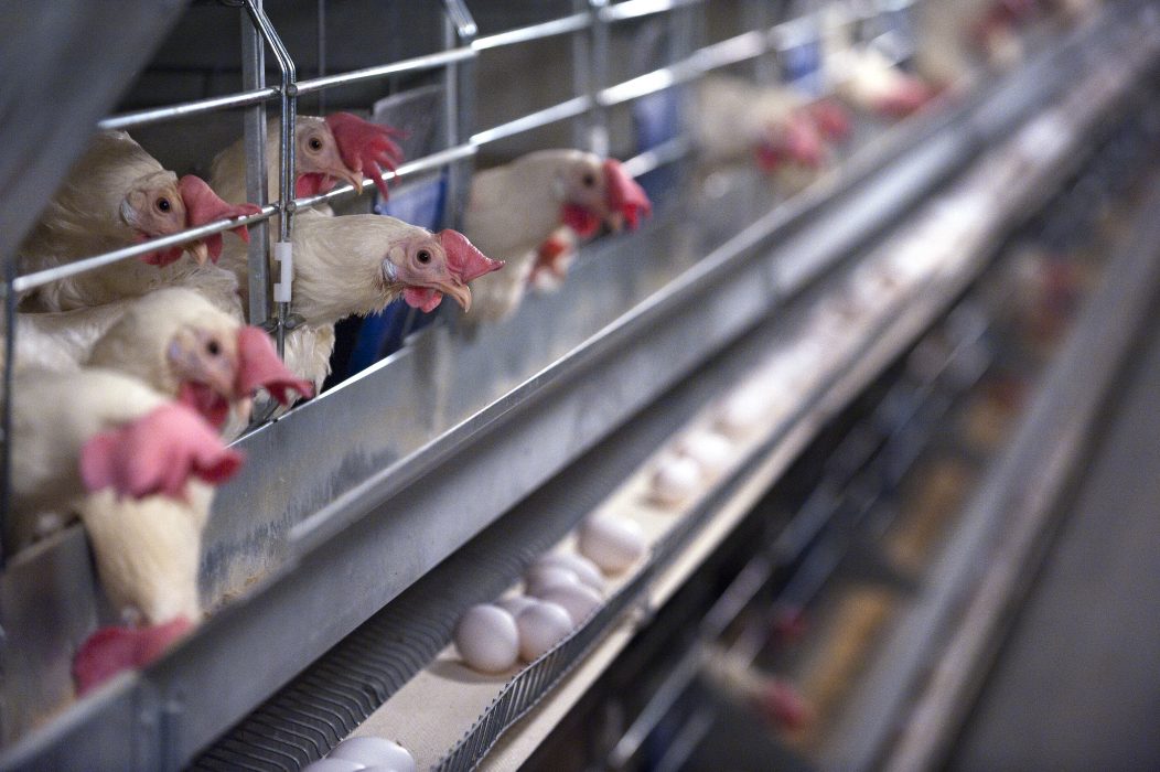 800 000 hönor för äggproduktion hålls i burar i Sverige.