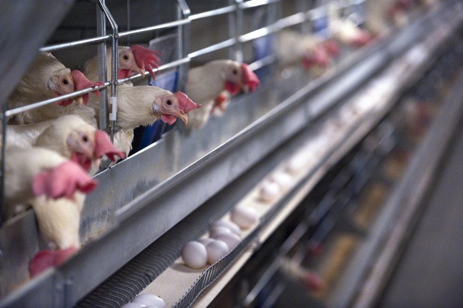  800 000 hönor för äggproduktion hålls i burar i Sverige.