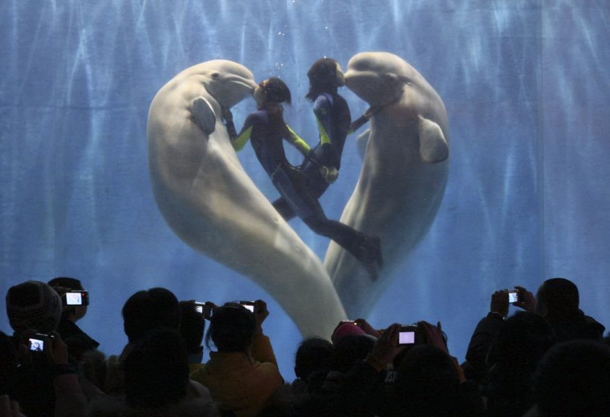 Två vitvalar i kinas Heilongjiang provins uppträder på en marin nöjespark, något som blivit en boomande industri.