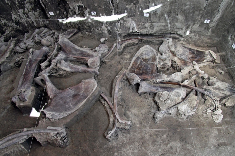 Skellettdelar från minst 14 mammutar har hittats i Tultepec i Mexiko.