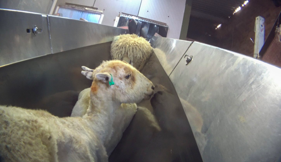 Nytt smygfilmat material från organisationen Animal Equality visar missförhållanden på ett slakteri i Wales.