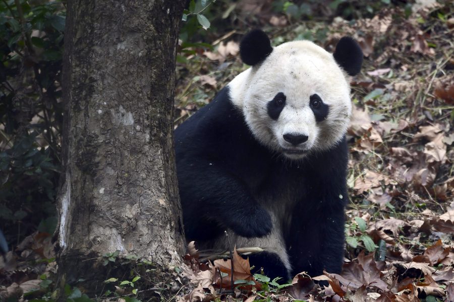 Pandan har länge varit en symbol för hotet mot djurlivet.