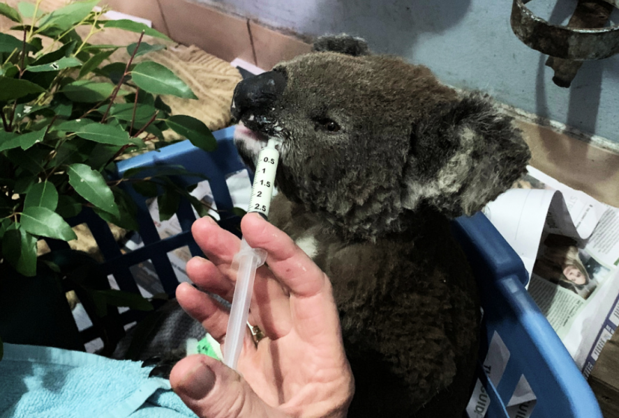 En brännskadad koala tas omhand vid koalasjukhuset i Port Macquarie tidigare i november.