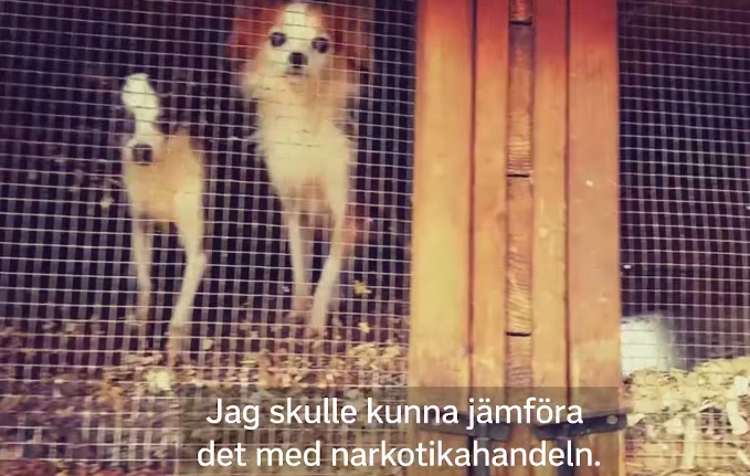 Bild ur dokumentären Älskade smuggelhund som visas i SVT i två delar den 5 och 12 november.