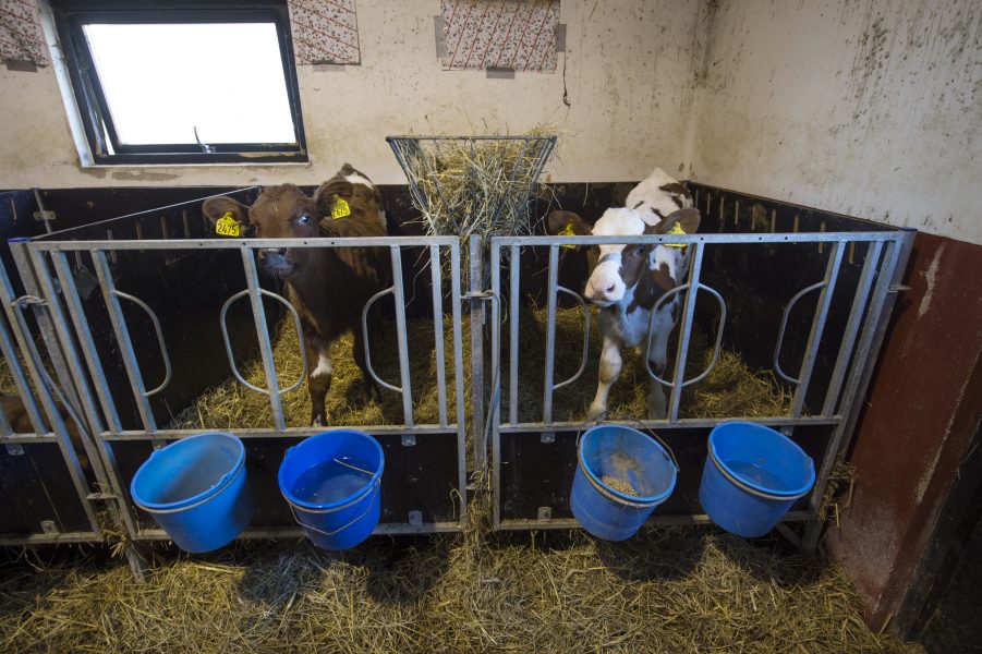 I mjölkindustrin separeras ko och kalv direkt efter födseln.