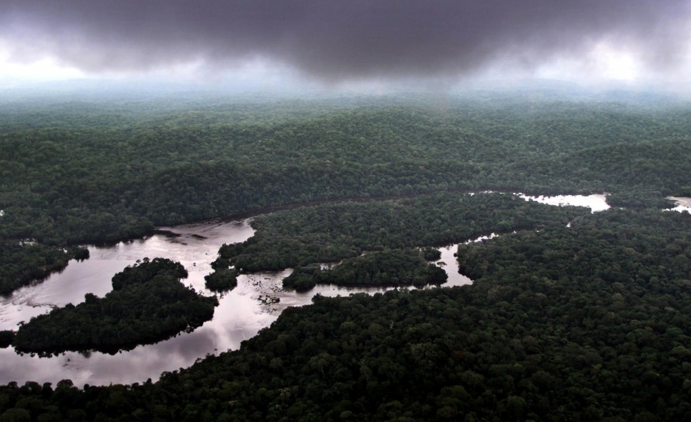 Regnskog i Gabon, Afrika.