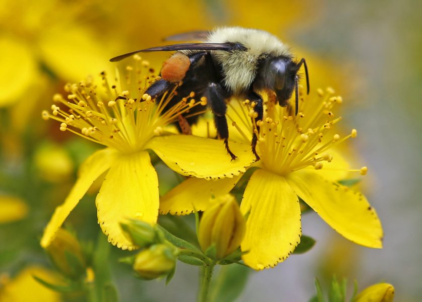 Humlor och vilda bin har blivit färre i många länder de senaste decennierna.
