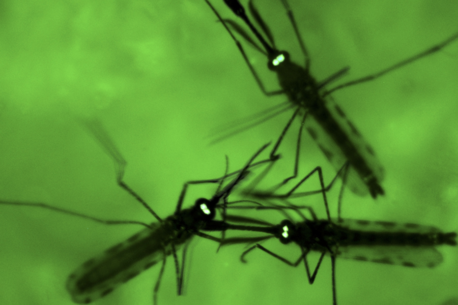 Myggor sedda genom ett mikroskop.