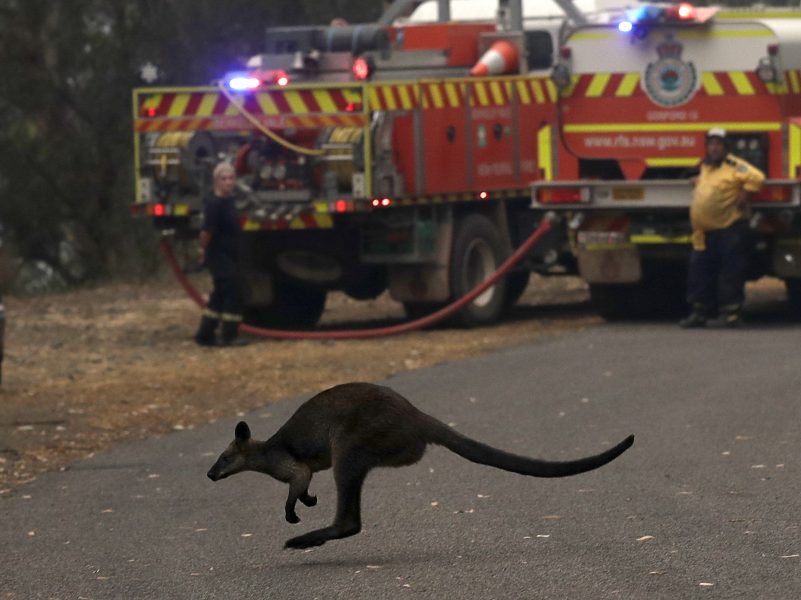 En wallaby flyr en brand nära Mangrove Mountain, norr om Sydney i New South Wales, Australien.