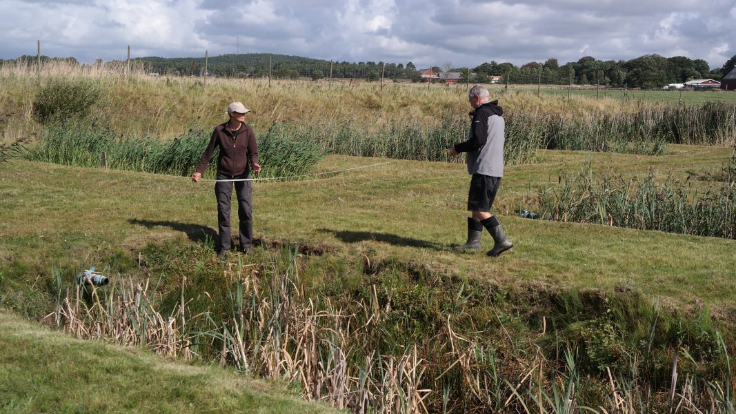 Intresset för våtmarker som naturliga reningsverk växer.
