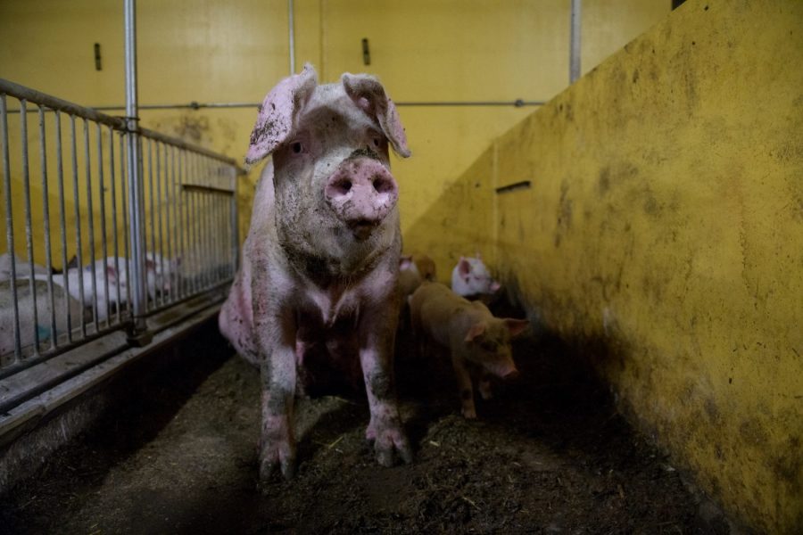 Djurrättsalliansen vill med sina bilder visa hur svenska grisar lever sina liv.