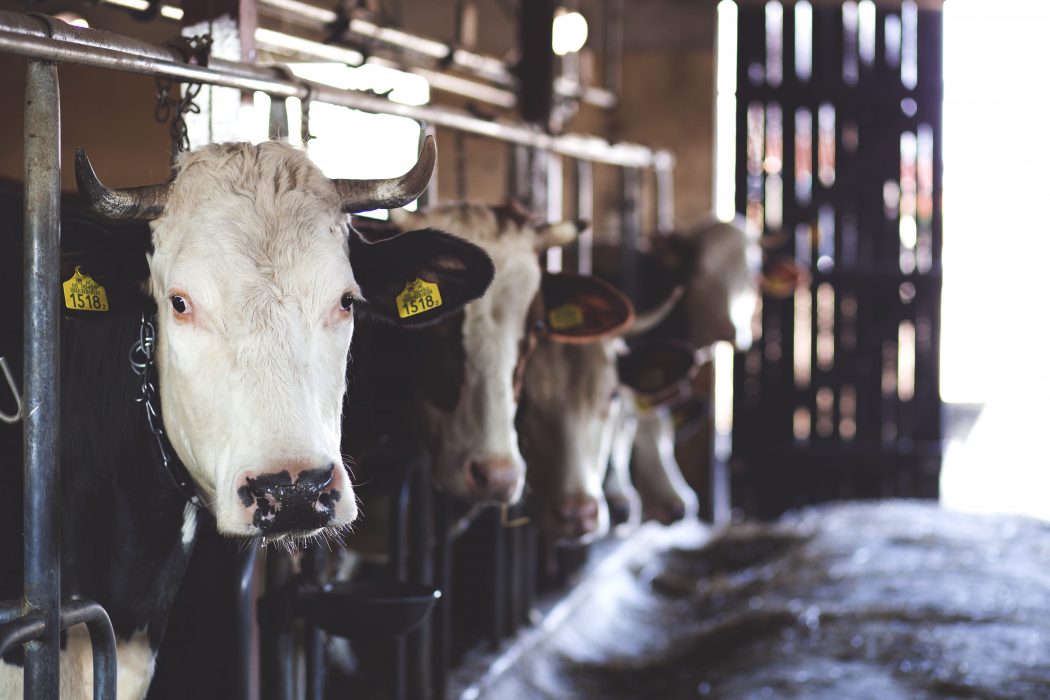 Snart ett minne blott? Över 50 forskare uppmanar världen att trappa ner på sin köttkonsumtion rejält, för att ha en chans att klara bromsa den globala uppvärmningen under 1,5 grader.