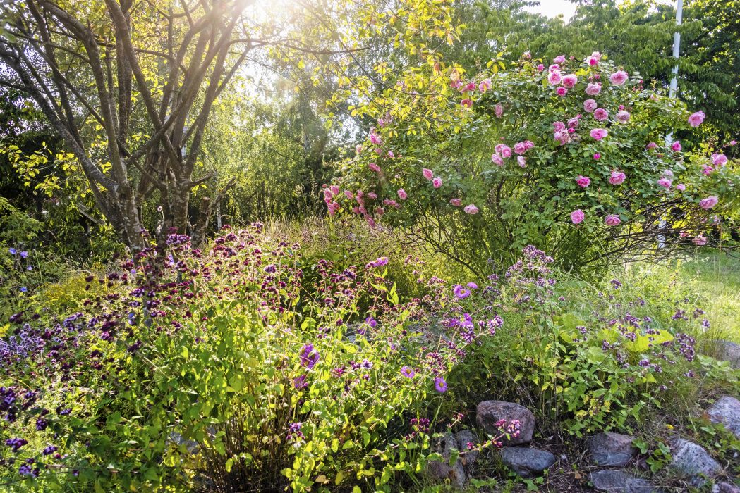 Under den gångna sommaren blommade det i mångas trädgård.